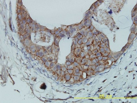 Monoclonal Anti-F11R antibody produced in