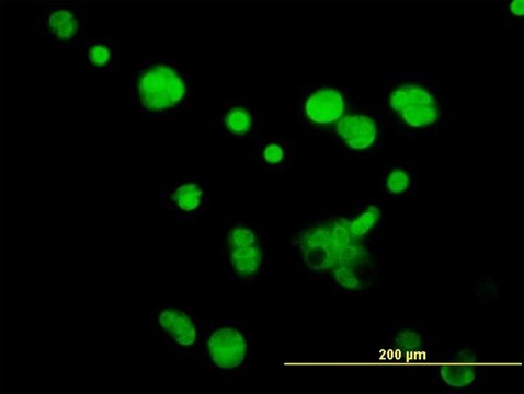 Monoclonal Anti-ATPIF1 antibody produced in