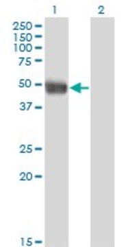 Monoclonal Anti-AZIN1 antibody produced in