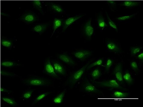 Monoclonal Anti-OLIG1 antibody produced in