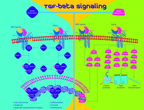 Transforming Growth Factor-?2 from porcine