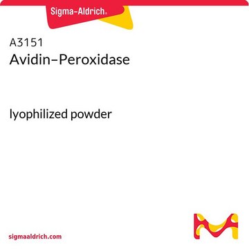 Avidin–Peroxidase