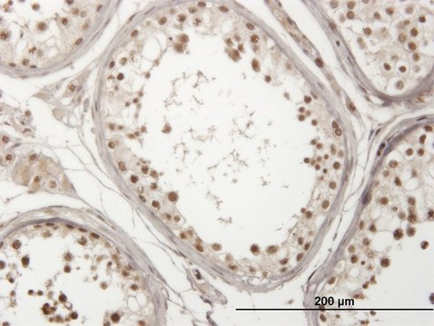 Monoclonal Anti-USP29 antibody produced in