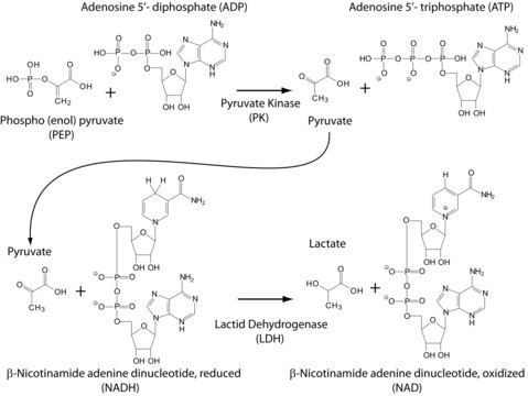 Pyruvate Kinase/Lactic Dehydrogenase enzymes from