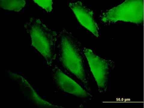 Monoclonal Anti-IBRDC1 antibody produced in