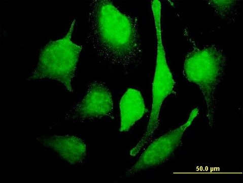 Monoclonal Anti-MARCH7 antibody produced in