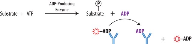 Transcreener® ADP² FP Assay