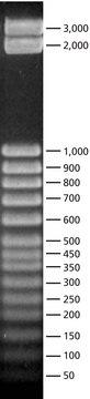 50 bp DNA Step Ladder