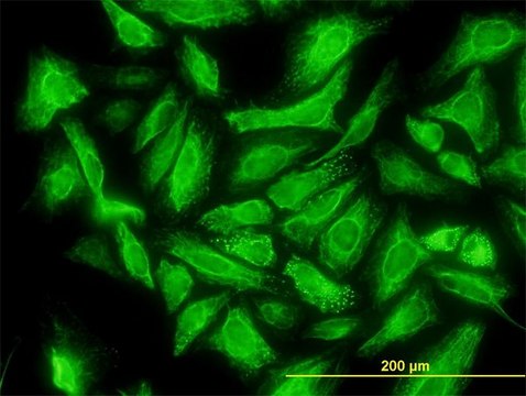 Monoclonal Anti-DCUN1D1 antibody produced in