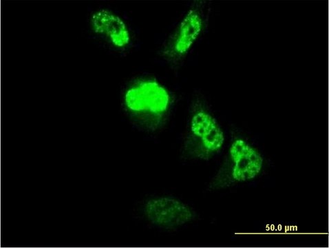 Monoclonal Anti-C22orf18 antibody produced in