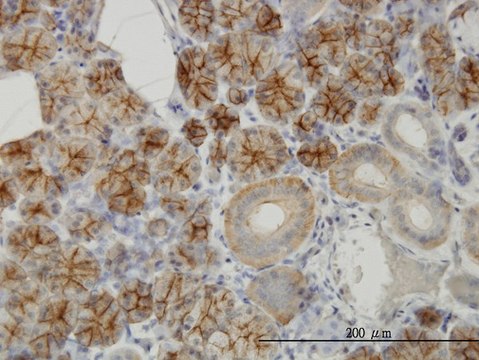 Monoclonal Anti-RHCG antibody produced in
