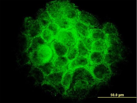 Monoclonal Anti-TRIB3 antibody produced in