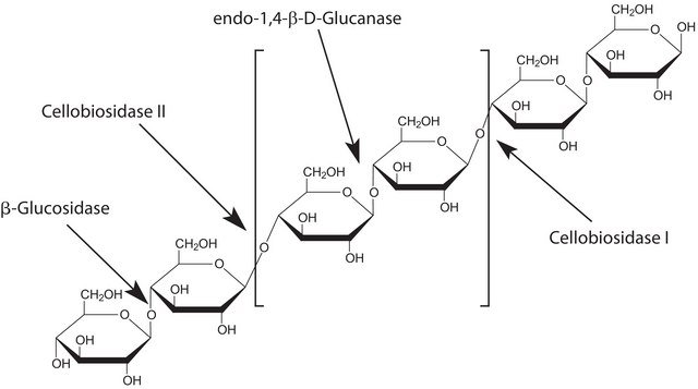 Cellulase from Trichoderma reesei ATCC