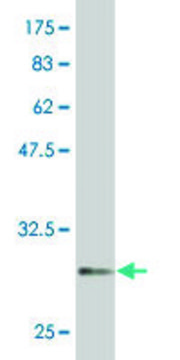 Monoclonal Anti-ATOH7 antibody produced in
