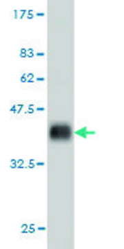 Monoclonal Anti-RBAK antibody produced in