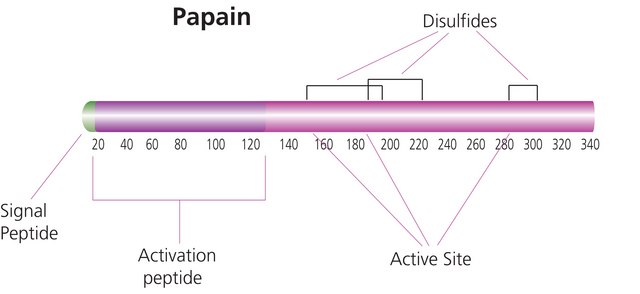 Papain from papaya latex