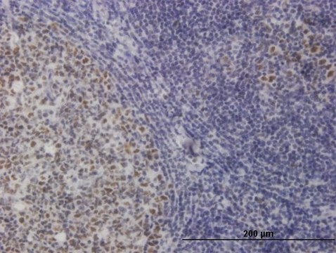 Monoclonal Anti-TOE1 antibody produced in