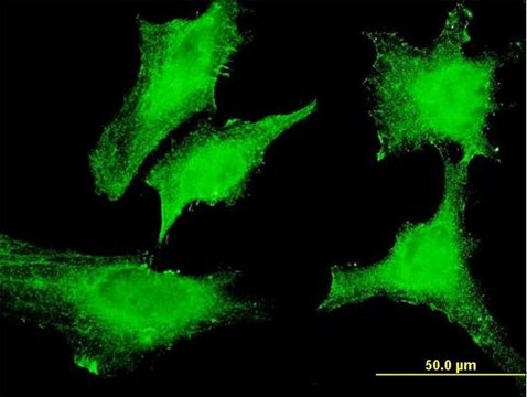 Monoclonal Anti-RASD1 antibody produced in