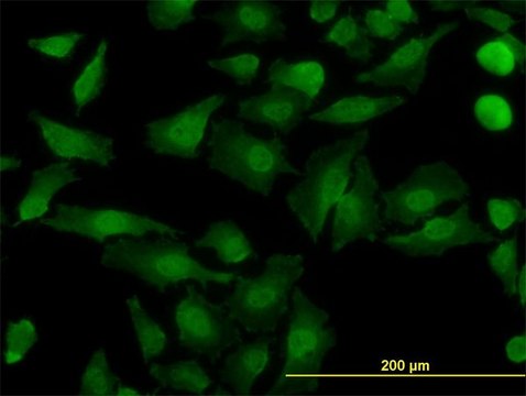 Monoclonal Anti-NDE1 antibody produced in