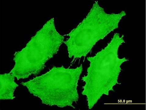 Monoclonal Anti-EMR4 antibody produced in