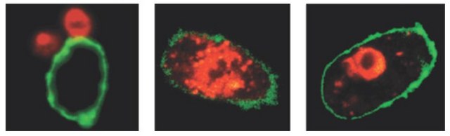 LookOut® Mycoplasma qPCR Detection Kit
