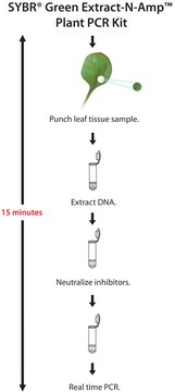 SYBR® Green Extract-N-Amp™ Plant PCR