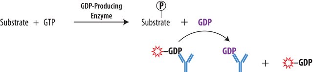 Transcreener® GDP FP Assay