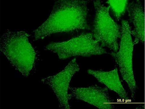 Monoclonal Anti-PRKAG2 antibody produced in