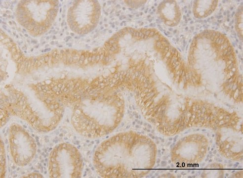 Monoclonal Anti-PCDHA10 antibody produced in