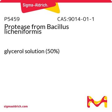 Protease from Bacillus licheniformis