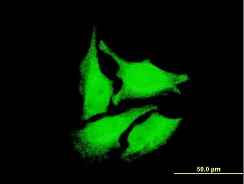 Monoclonal Anti-DEPDC1 antibody produced in