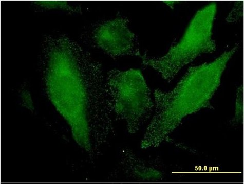 Monoclonal Anti-SRCRB4D antibody produced in