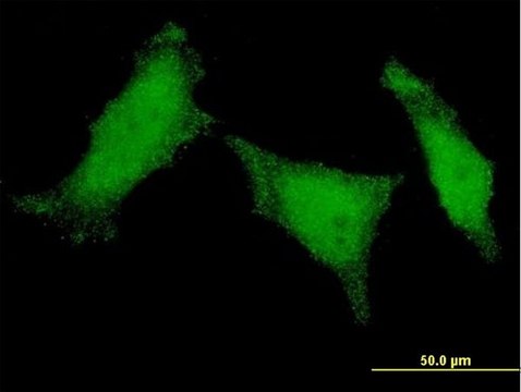 Monoclonal Anti-MED8 antibody produced in